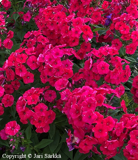 Phlox paniculata 'Peacock Cherry Red', syysleimu